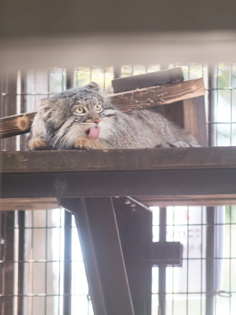 A photograph of Figa in Nogeyama Zoo
