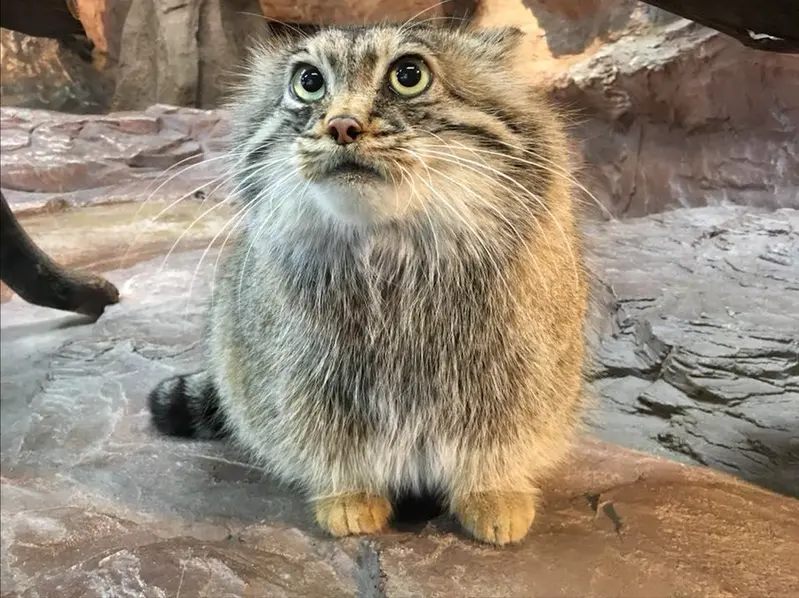 A photograph of Polly in Nasu Animal Kingdom