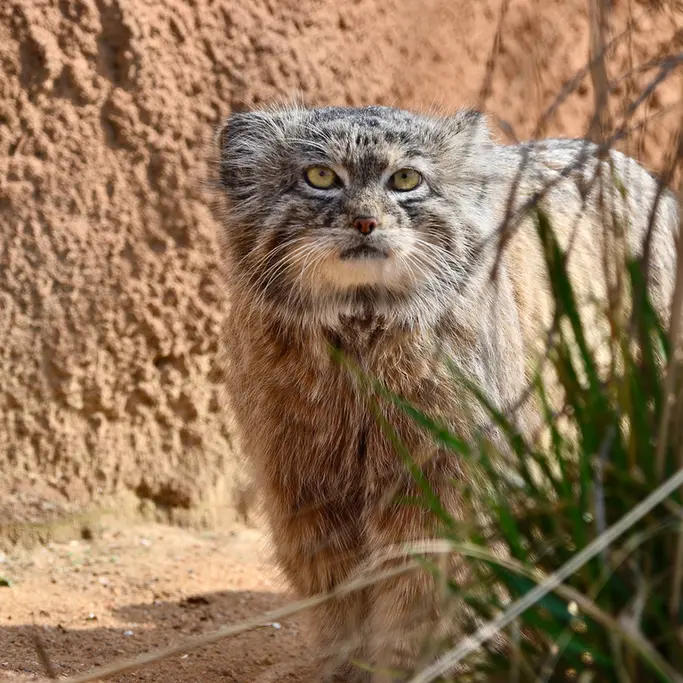A photograph of Spay in Prague Zoo