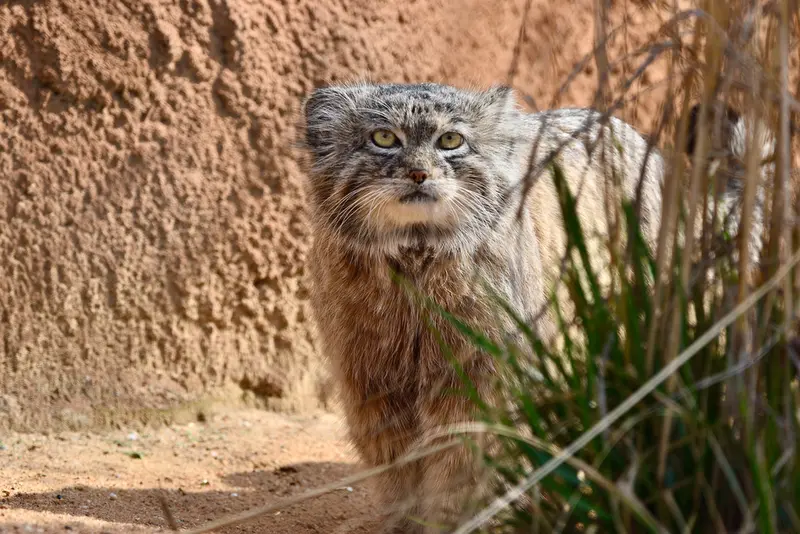 A photograph of Spay in Prague Zoo