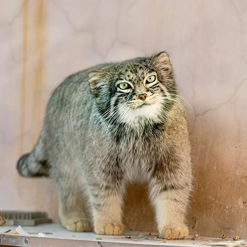 A photograph of Sun Daniang in Qinghai-Tibet Plateau Wildlife Zoo