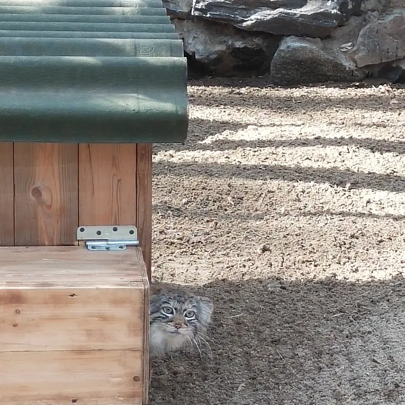 A photograph of a Pallas's cat in Novosibirsk Zoo