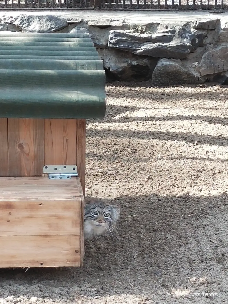 A photograph of a Pallas's cat in Novosibirsk Zoo