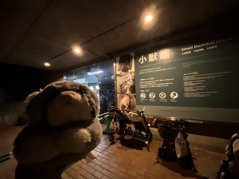 A photograph of a Pallas's cat in Ueno Zoological Gardens