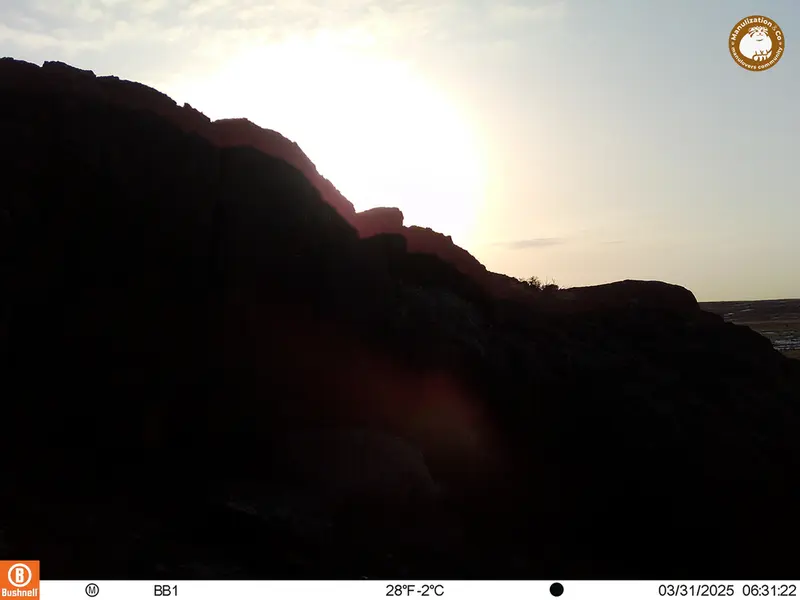 A photograph of Otocolobus manul manul from Aktas-Kunkora camera trap