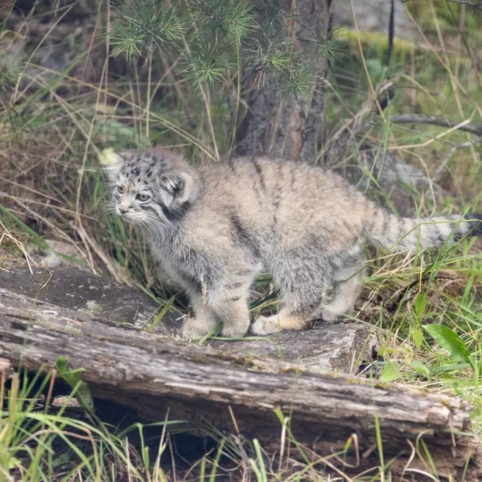 A photograph of a Pallas's cat