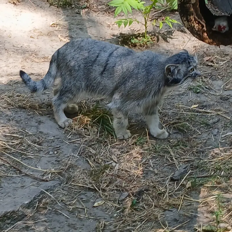 A photograph of Lucy in Budapest Zoo & Botanical Garden