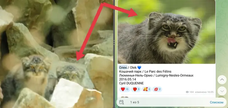 A photograph of a Pallas's cat