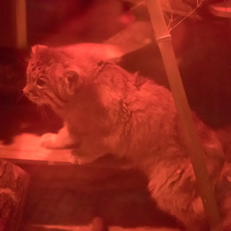 A photograph of Naim in Ueno Zoological Gardens