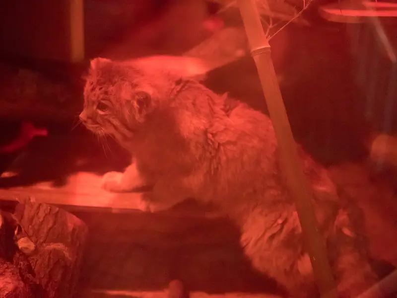 A photograph of Naim in Ueno Zoological Gardens