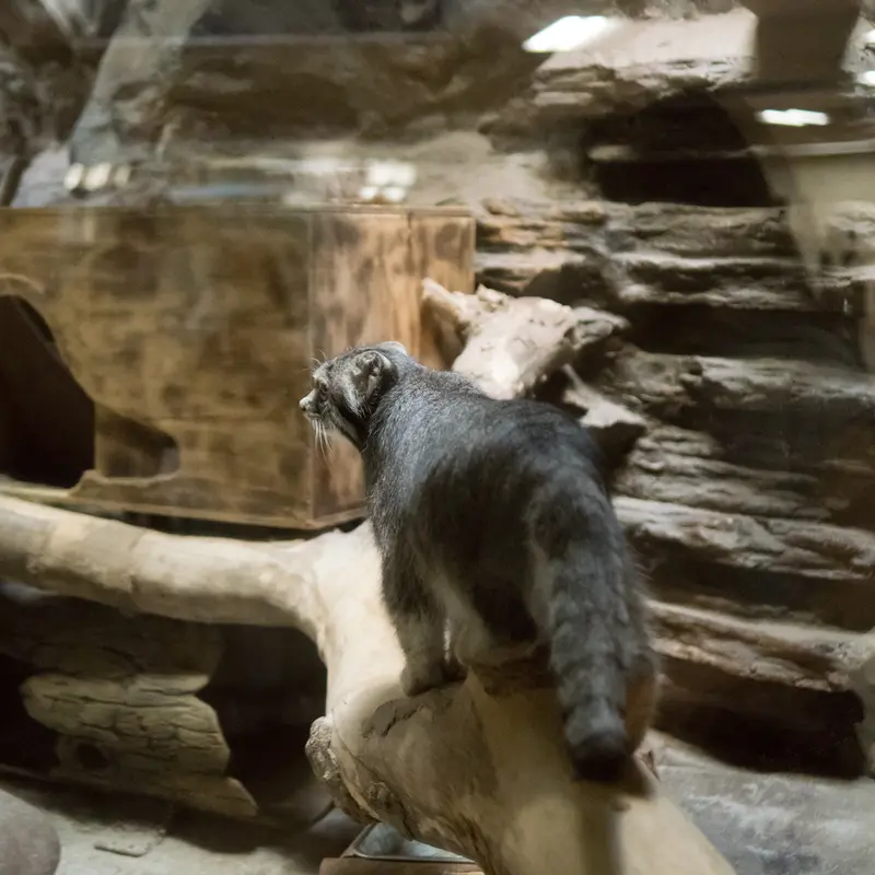 A photograph of Klyon in Ueno Zoological Gardens
