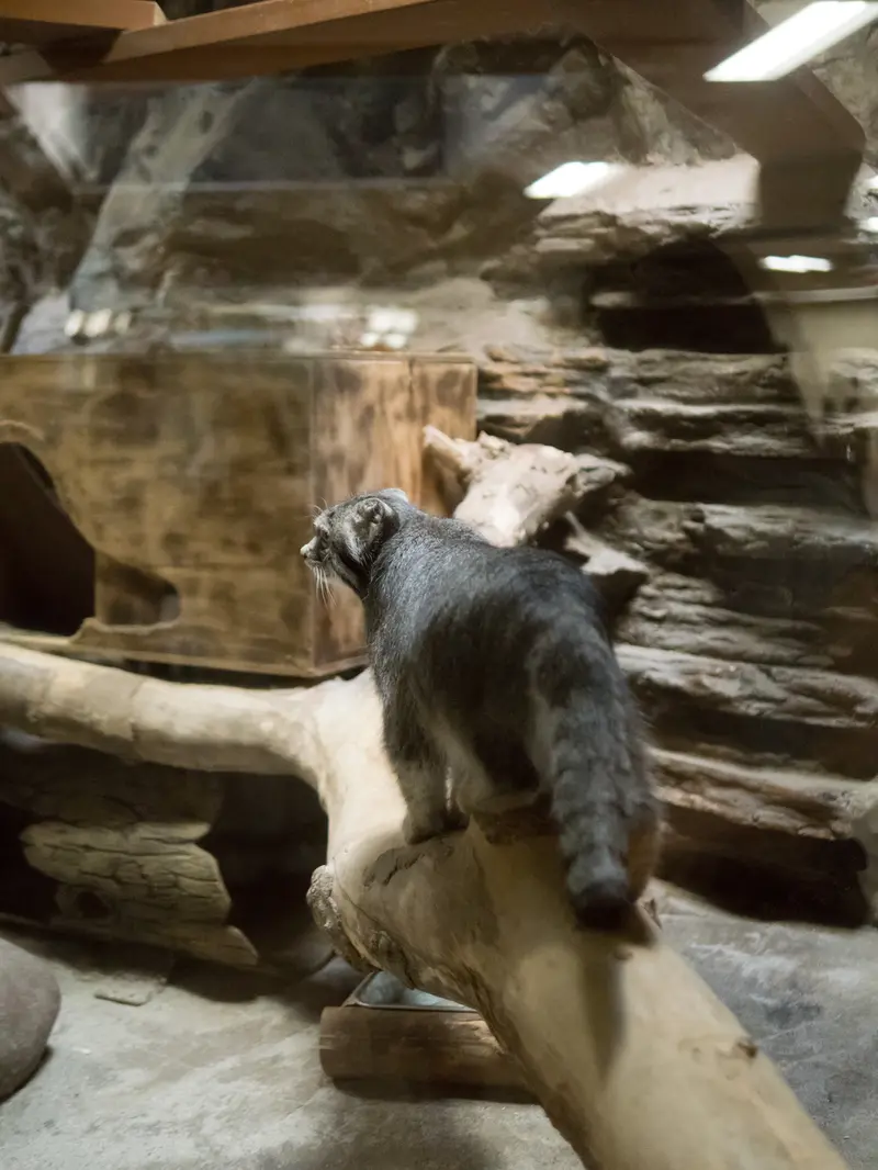 A photograph of Klyon in Ueno Zoological Gardens