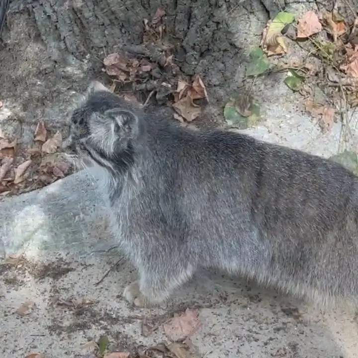A photograph of Bozenka in Poznan New Zoo