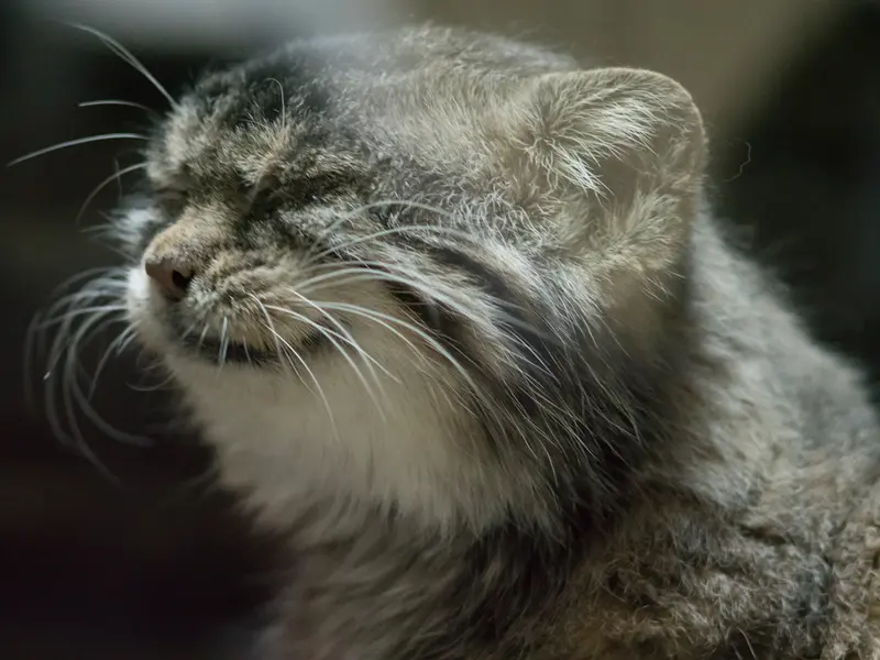 A photograph of Primula in Ueno Zoological Gardens