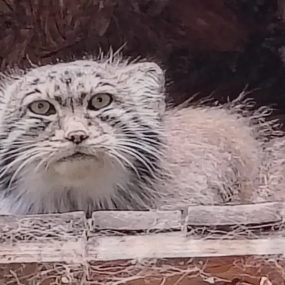 A photograph of Bohus in Budapest Zoo & Botanical Garden