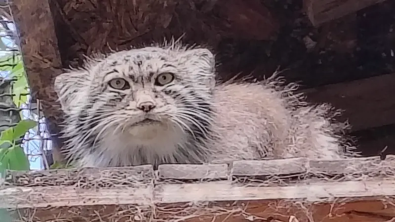 A photograph of Bohus in Budapest Zoo & Botanical Garden