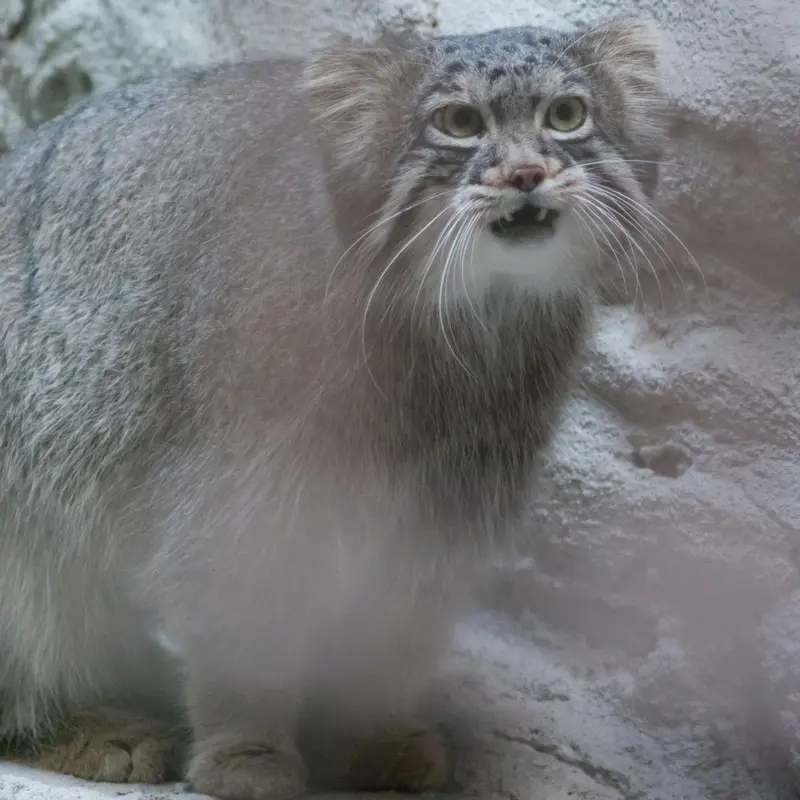 A photograph of Figa in Nogeyama Zoo