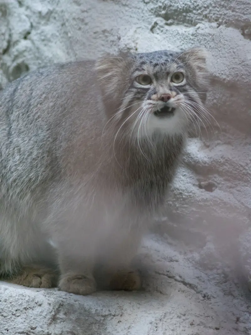 A photograph of Figa in Nogeyama Zoo