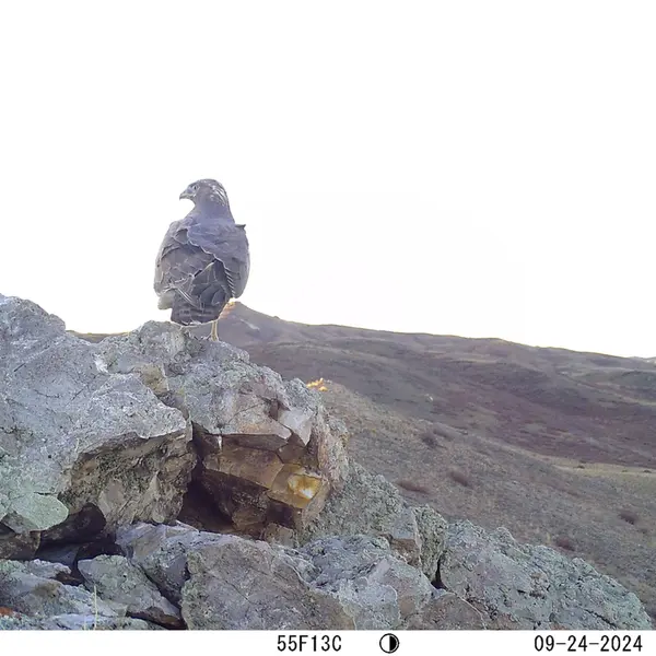 A photograph of a Pallas&#039;s cat from Besshoky 1 camera trap