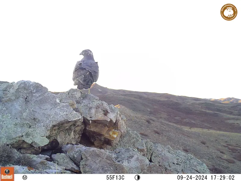 A photograph of a Pallas&#039;s cat from Besshoky 1 camera trap