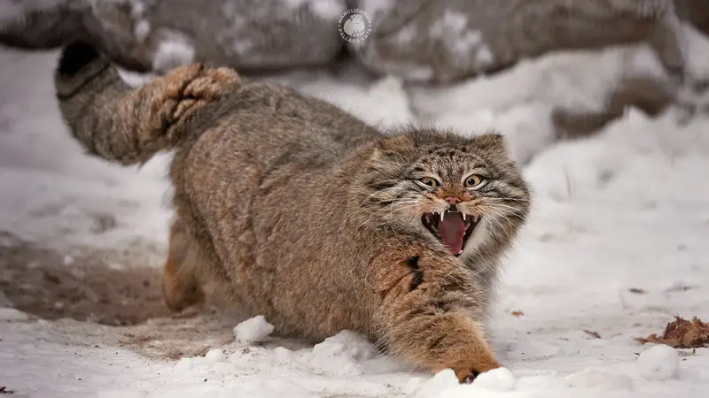 A photograph of a Pallas's cat