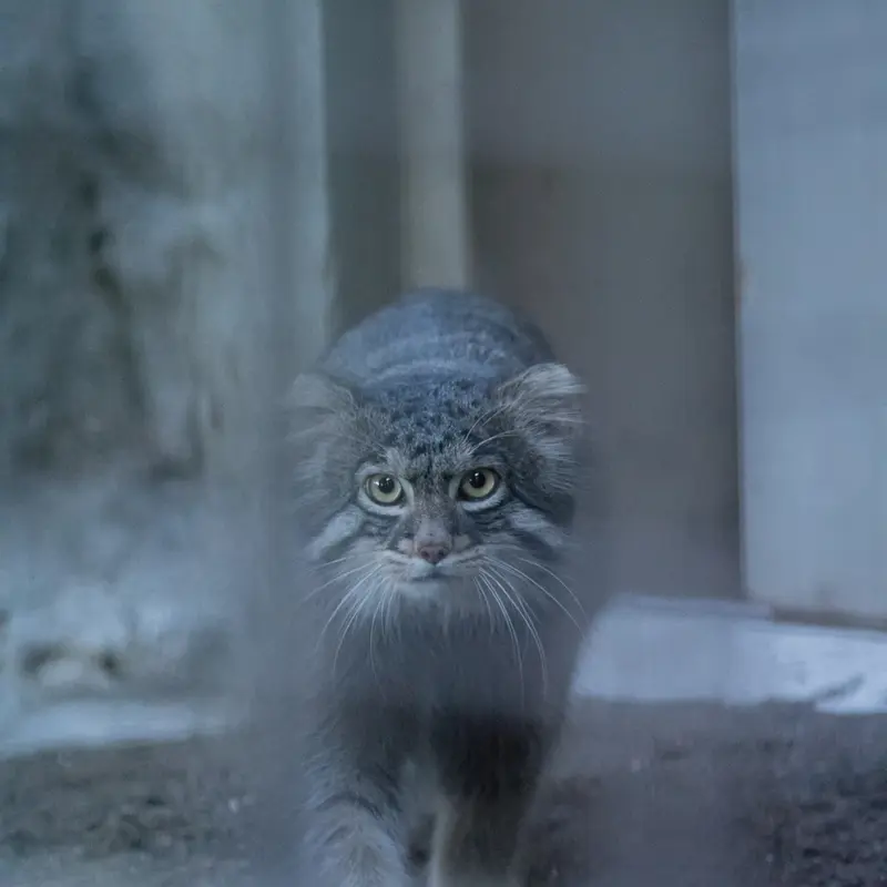 A photograph of Figa in Nogeyama Zoo