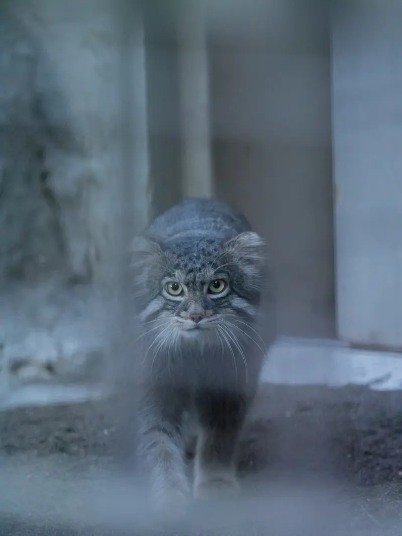 A photograph of Figa in Nogeyama Zoo