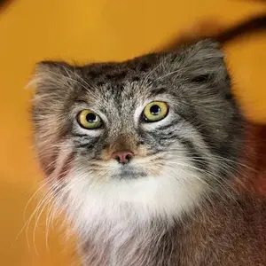 A photograph of a Pallas's cat