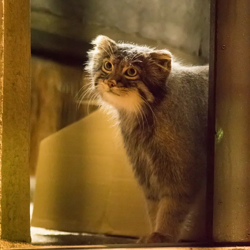 A photograph of Figa in Nogeyama Zoo