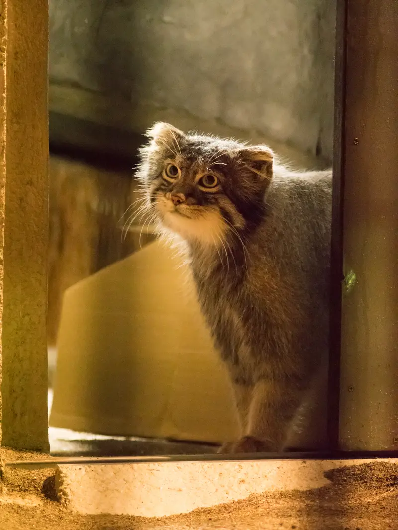 A photograph of Figa in Nogeyama Zoo