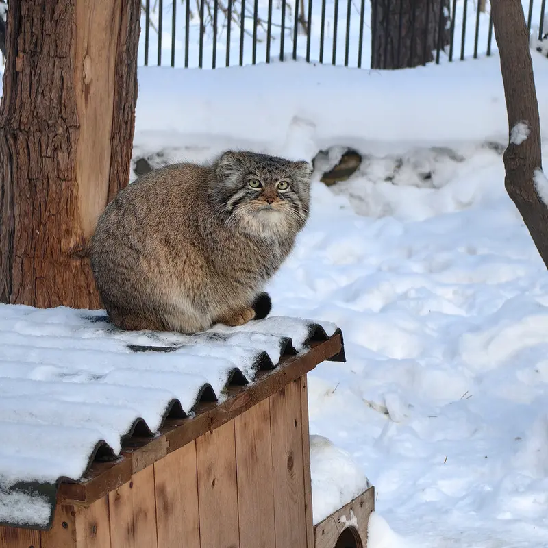 A photograph of Daughter of Eve 2023 Ⅲ in Novosibirsk Zoo