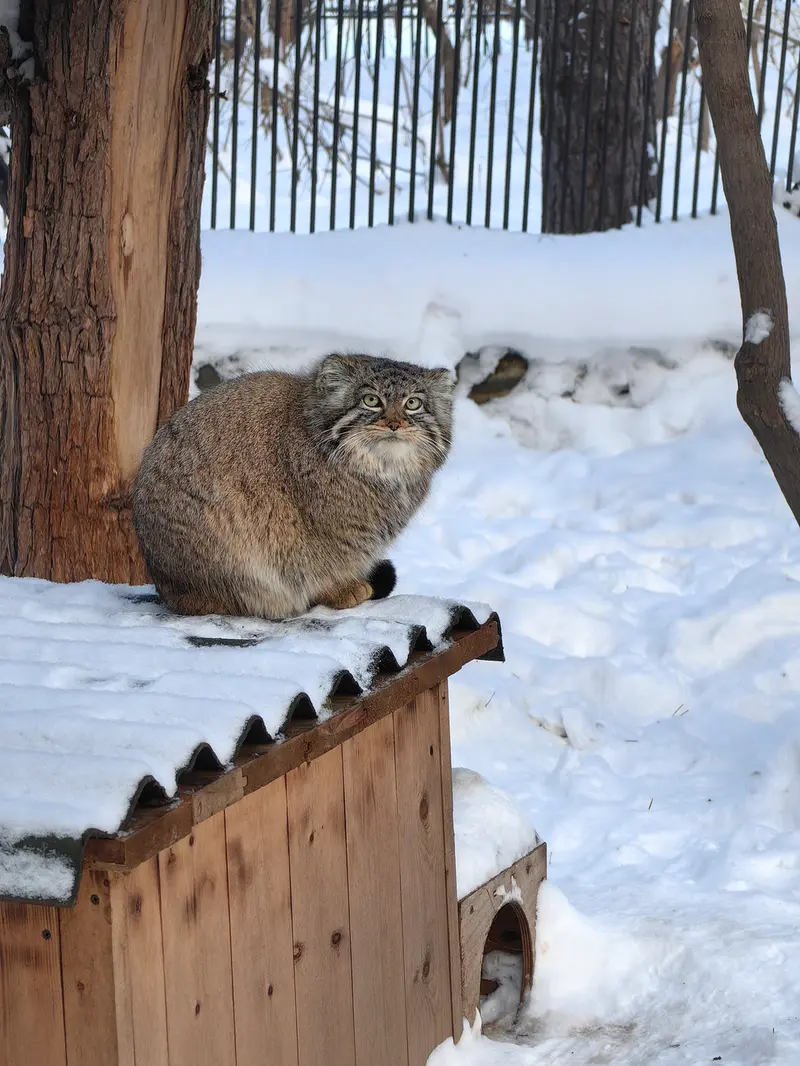 A photograph of Daughter of Eve 2023 Ⅲ in Novosibirsk Zoo