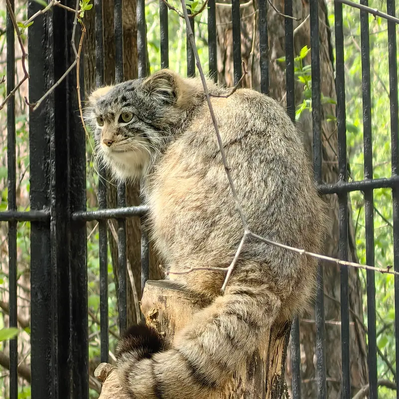 A photograph of a Pallas&#039;s cat in Novosibirsk Zoo