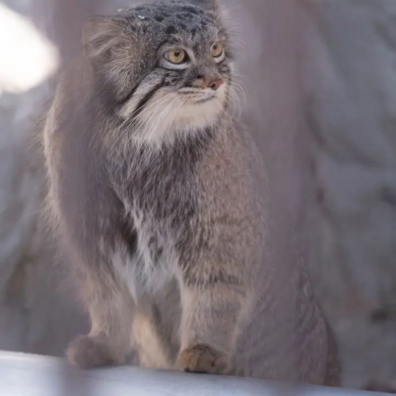 A photograph of Figa in Nogeyama Zoo