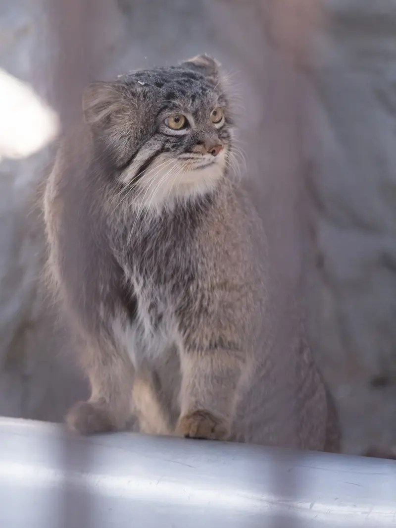 A photograph of Figa in Nogeyama Zoo