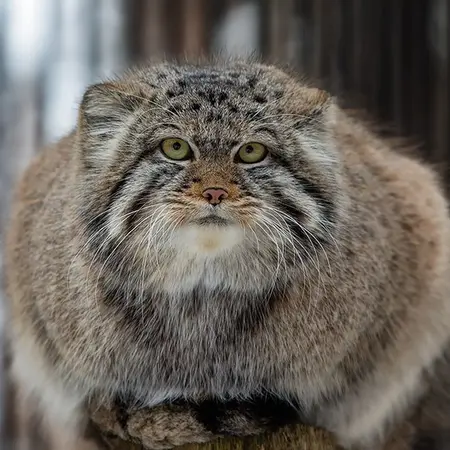 A photograph of Boris in Novosibirsk Zoo