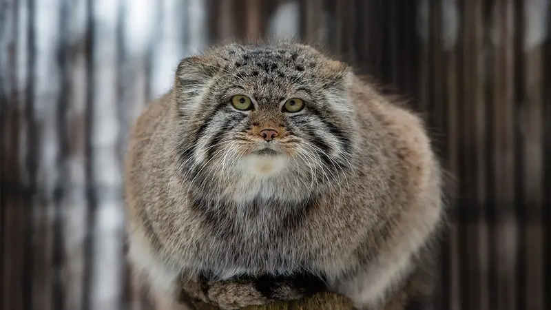 A photograph of Boris in Novosibirsk Zoo