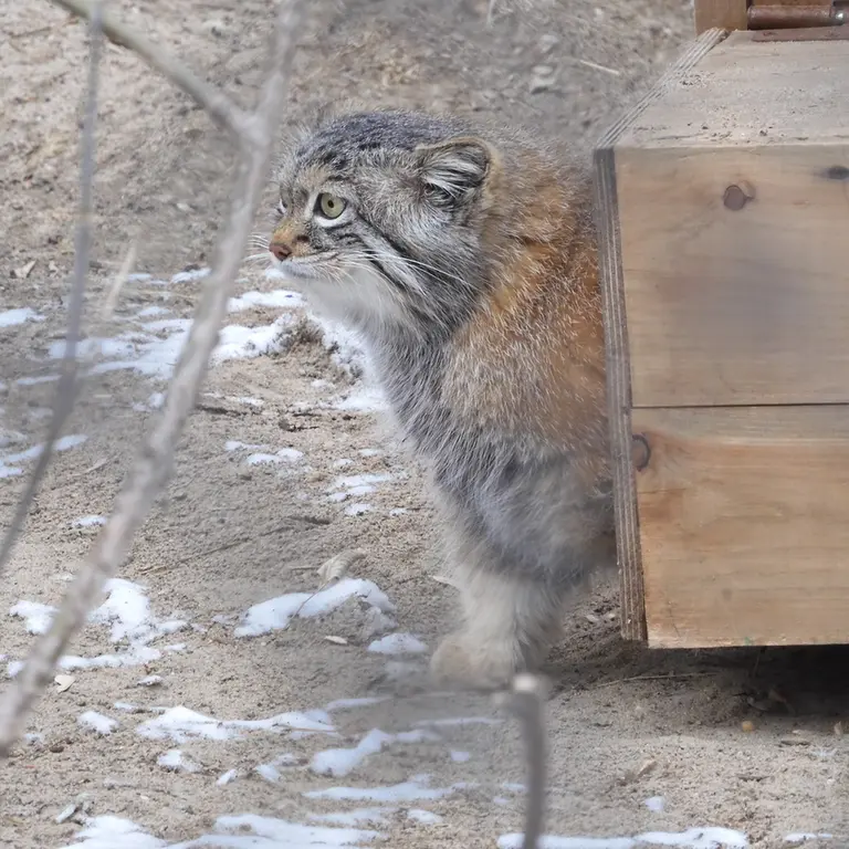 A photograph of Snezhana in Novosibirsk Zoo
