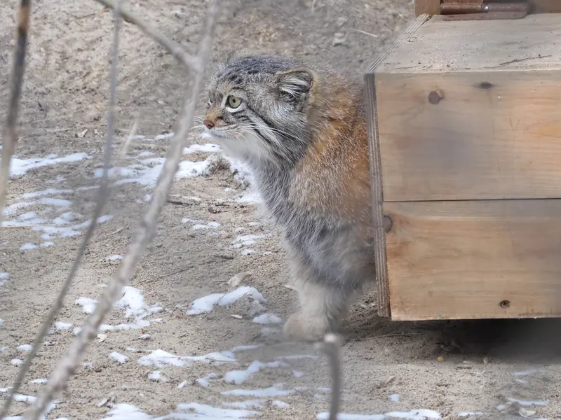 A photograph of Snezhana in Novosibirsk Zoo