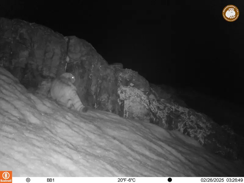 A photograph of Otocolobus manul manul from Aktas-Kunkora camera trap