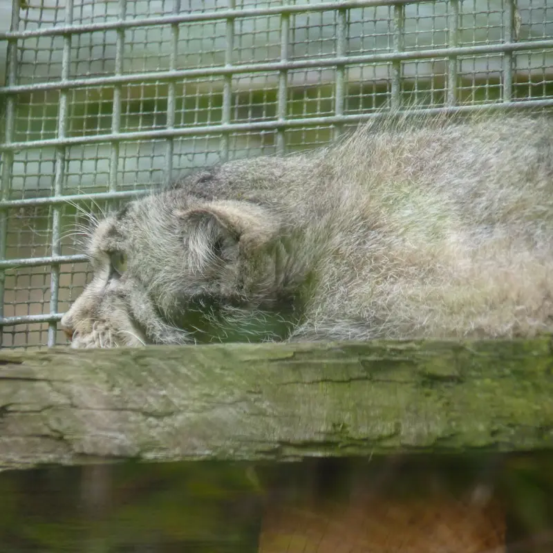 A photograph of Akiko in Edinburgh Zoo