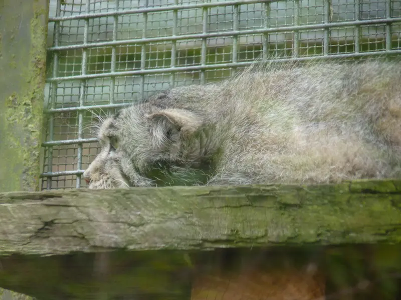 A photograph of Akiko in Edinburgh Zoo
