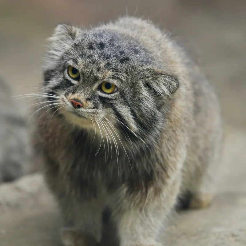 A photograph of Nar in Kobe Animal Kingdom