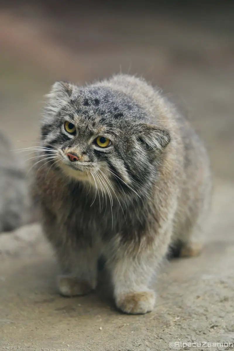 A photograph of Nar in Kobe Animal Kingdom