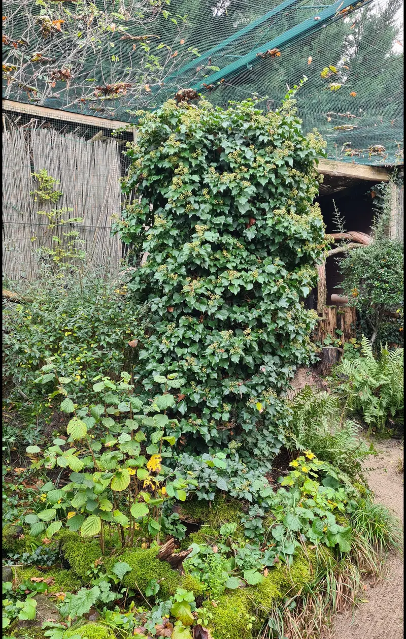 A photograph of Dersu in Dessau Zoo