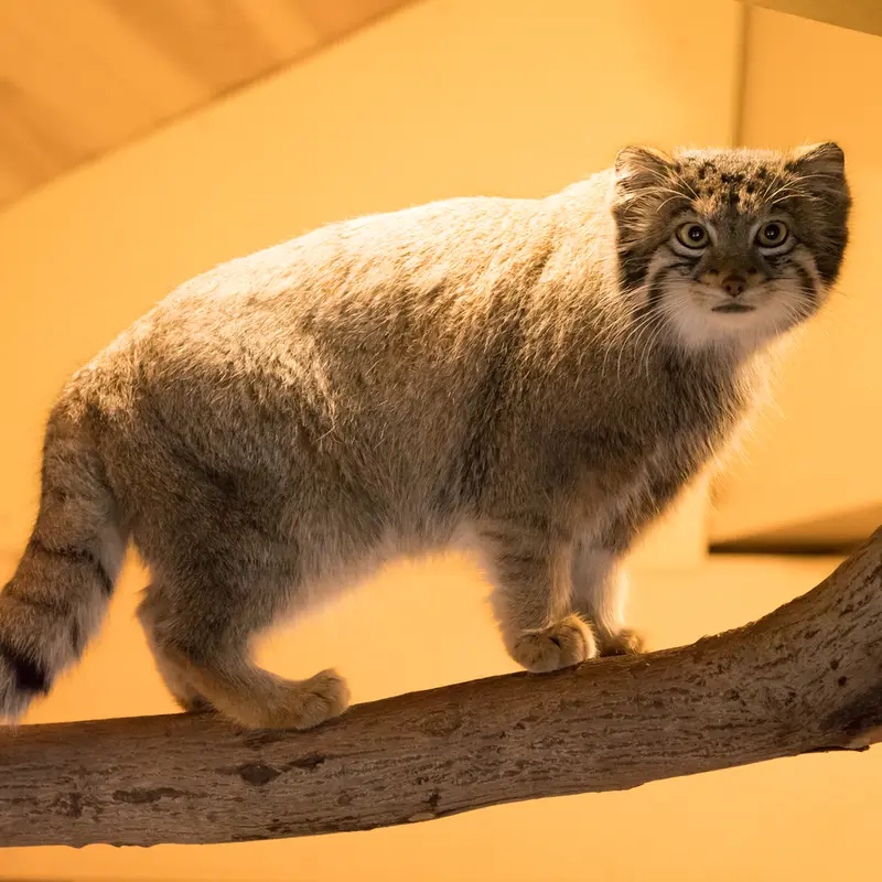 A photograph of Oto in Saitama Children's Zoo