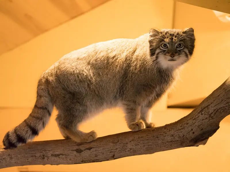 A photograph of Oto in Saitama Children's Zoo
