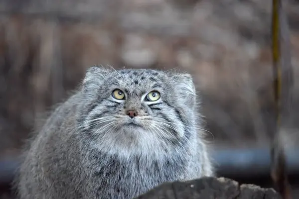 I was thinking about manuls and came to the conclusion that they are big, fluffy kittens.