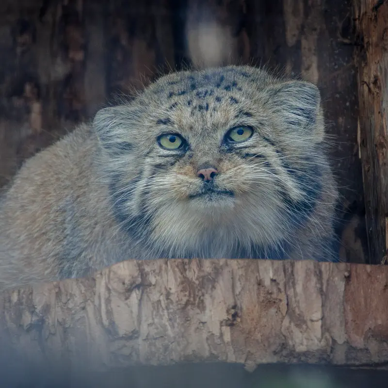 A photograph of Namika in Leningrad zoo