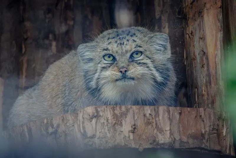 A photograph of Namika in Leningrad zoo
